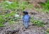 Swallow
