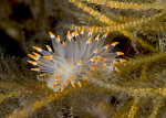 Eubranchus tricolor