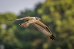 Osprey in Flight