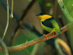 Orange-collared Manakin portfolio