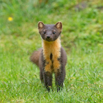 Pine Marten - Martes martes