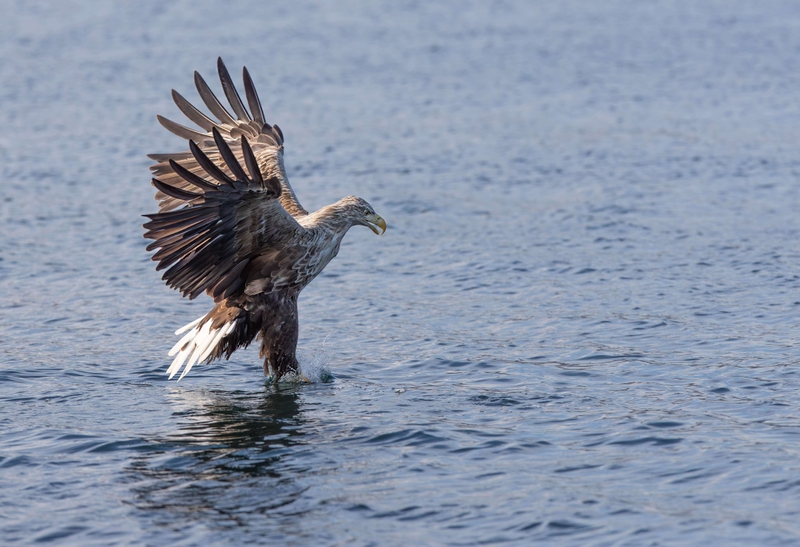 White Tailed Eagle - Isle of Mull - Scotland