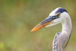 Head of Great Blue Heron close, Viera Wetlands, Florida