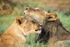 Siblings (Juvenile Wild Lions)