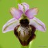 Aveyron orchid (Ophrys aveyronensis)