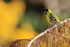 Black-chinned Siskin side view, Carcass Island, Falklands