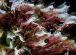 Pomatoceros triqueter