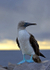 Blue-footed Booby 2
