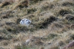 Mountain Hares Jan 2018