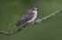 Juv Spotted Flycatcher