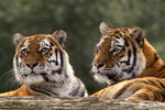 Taiga and Tatana