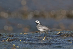 Pied Wagtail - Motacilla alba