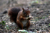 Red Squirrel