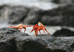 IMG_7954 Two Sally Lightfoot Crabs