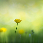 Sunny Morning