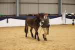 Class 109 - Bred On Exmoor In Hand portfolio