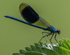 Banded Demoiselle
