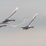 Whooper Swans