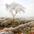 Beeley Moor Tree Frost 1