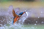 Kingfisher bursts from water with fish, Otterbourne, Hampshire