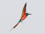 Northern Carmine Bee Eater