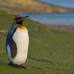 King Penguin