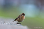 Stonechat Portrait