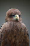 Yellow-billed Kite  _AGT061