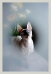 Mimmi 2008 / 4