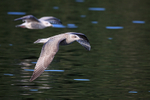 Herring Gulls flying alongside boat, Flatanger, Norway