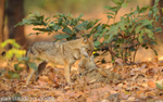 Jackal's couple.