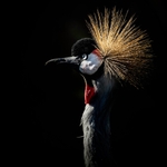 Black Crowned Crane-RLP_0069
