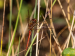 Common Darter