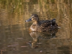 Mallard