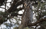 Verreaux's Eagle owl