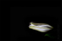 White Lilly