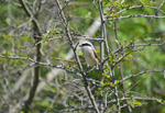 Red-backed Shrike