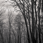 Numerous Trees