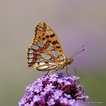 Queen of Spain Fritillary (Issoria lathonia)