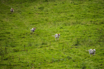 Grasmere-3