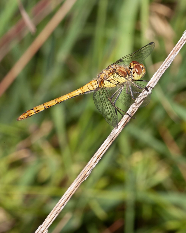 Male Common Darter - Dee Estuary