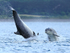 Bottlenose Dolphin calf jumping next to a somersaulting adult