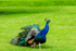 Peacock - DSC_8188