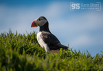 Puffin