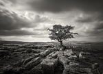 Winskill Stones, Yorkshire Dales