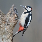 Great Spotted Woodpecker
