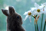 Flowers 17 - 12