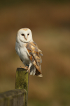 Barn Owl