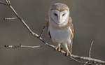 Barn Owl