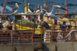 Kelp Gull with Fish Head